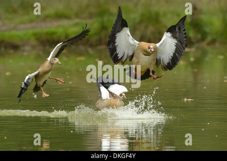 Ägyptische Gänse (Alopochen Aegyptiacus) in einem See landen Stockfoto