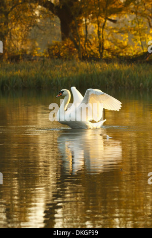 Höckerschwan im goldenen Stunde Stockfoto