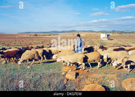 Schäfer und seiner Schafherde. Villanueva de Los Infantes, Provinz Ciudad Real, Castilla La Mancha, Spanien. Stockfoto