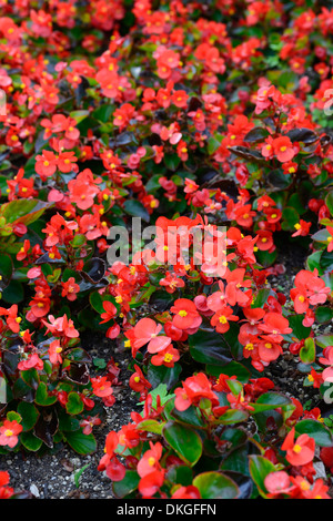 Begonia Semperflorens Blumen Blüte Blüten Jahrbücher rot rosa Beetpflanze Stockfoto