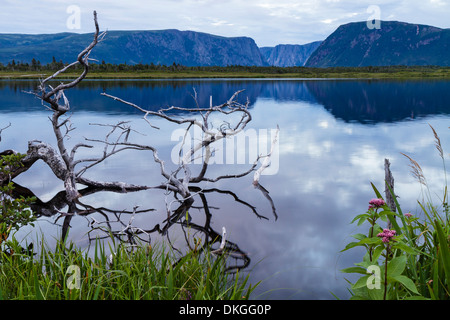 Die Klippen von Western Brook Pond und Silber Treibholz in einem Teich in der Abenddämmerung in Gros Morne National Park, Neufundland spiegeln Stockfoto