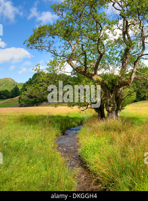 Gemeinsamen Erle Baum von Bach, Elterwater, Lake District, Cumbria, England. Stockfoto