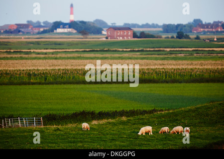 Schafe am Deich, die Insel Pellworm, Deutschland Stockfoto