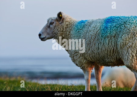 Schafe am Deich, die Insel Pellworm, Deutschland Stockfoto