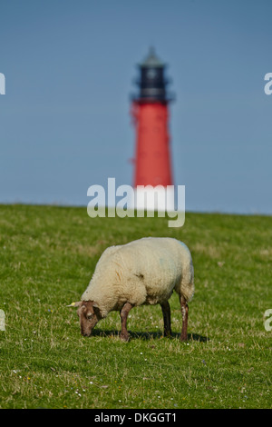 Schafe am Deich, die Insel Pellworm, Deutschland Stockfoto