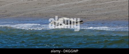 Dichtung auf Sandbank Norderoogsand nahe Insel Pellworm, Deutschland Stockfoto