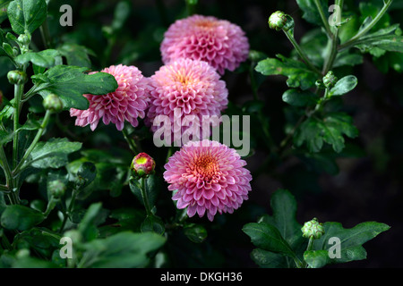 Chrysantheme pink Wingfield Blumen blüht Blüten halb winterharte
