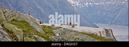 Gämsen an der Salzlecke am Grimselsee, Berner Oberland, Schweiz Stockfoto