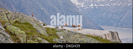 Gämsen an der Salzlecke am Grimselsee, Berner Oberland, Schweiz Stockfoto