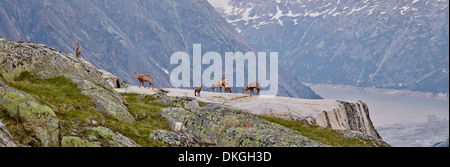 Gämsen an der Salzlecke am Grimselsee, Berner Oberland, Schweiz Stockfoto