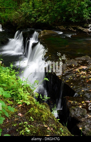 Clare Glens Wasserfall fällt Rhododendren blühen Blüte Clare Fluß fließt Newport County Tipperary, Irland Stockfoto