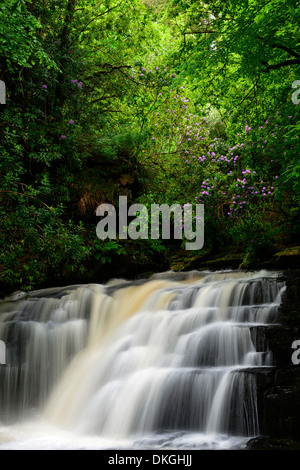 Clare Glens Wasserfall fällt Rhododendren blühen Blüte Clare Fluß fließt Newport County Tipperary, Irland Stockfoto