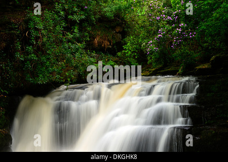 Clare Glens Wasserfall fällt Rhododendren blühen Blüte Clare Fluß fließt Newport County Tipperary, Irland Stockfoto