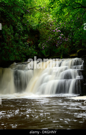 Clare Glens Wasserfall fällt Rhododendren blühen Blüte Clare Fluß fließt Newport County Tipperary, Irland Stockfoto