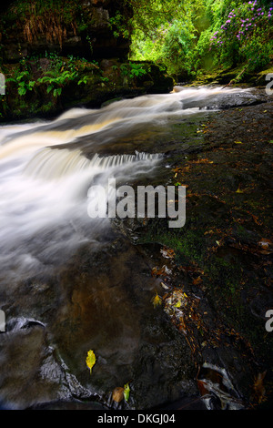 Clare Glens Wasserfall fällt Rhododendren blühen Blüte Clare Fluß fließt Newport County Tipperary, Irland Stockfoto