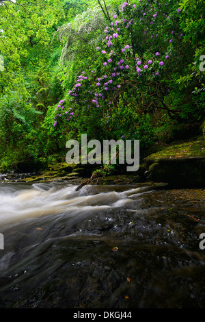 Clare Glens Wasserfall fällt Rhododendren blühen Blüte Clare Fluß fließt Newport County Tipperary, Irland Stockfoto