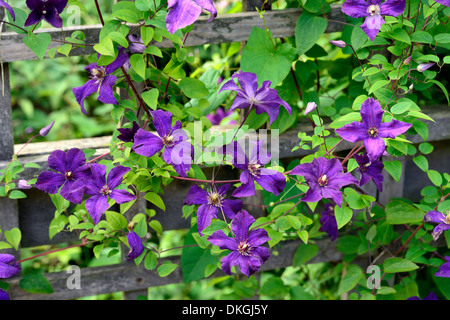 Clematis Perle d ' Azur namens Dazure lila lila Bergsteiger Kletterer Klettern Pflanze Pergola Wire Frame mehrjährige Blume Blüte Stockfoto