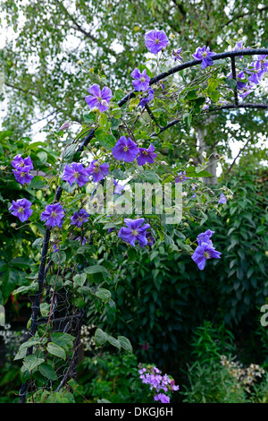 Clematis Perle d ' Azur namens Dazure lila lila Bergsteiger Kletterer Klettern Pflanze Pergola Wire Frame mehrjährige Blume Blüte Stockfoto