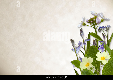 Frühlingsblumen, einschließlich Bluebell und Primel auf Pergament Papierhintergrund. Stockfoto