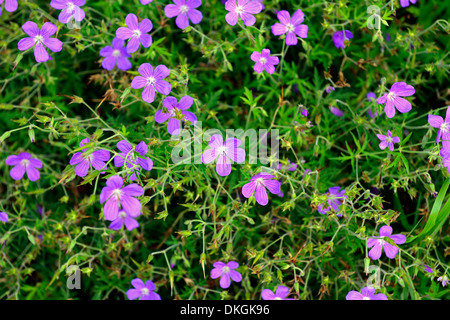 Geranium Psilostemon Patricia rosa Blumen Blüte Storchschnabel mehrjährige Stockfoto