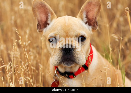 Porträt einer wunderschönen goldenen Französische Bulldogge suchen nachdenklich sitzen in einem Feld von Weizen Stockfoto