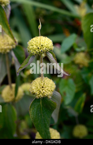 Jerusalem Salbei Phlomis Russeliana gelbe Blumen Blume Stockfoto