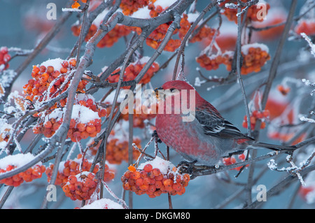 Eine Kiefer Grosbeak (Pinicola Enucleator) im Winter, Missoula, Montana Stockfoto