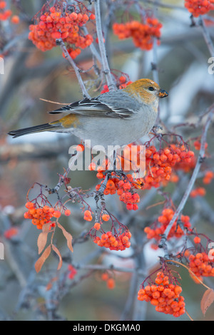 Eine weibliche Kiefer Grosbeak (Pinicola Enucleator) auf eine Eberesche Baum im Winter, Missoula, Montana Stockfoto