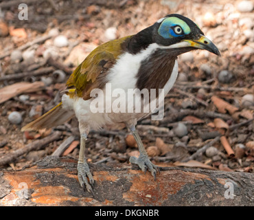 Juvenile blau-faced Honigfresser, Entomyzon Cyanotis, einem australischen Einheimischen Vogel in freier Wildbahn mit Pollen auf Schnabel nach der Fütterung auf Blumen Stockfoto