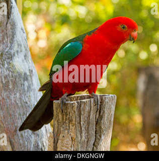 Spektakuläre Foto von brillant roten männlichen König Papagei, Alisterus Scapularis in freier Wildbahn auf Baum in Queensland Australien stumpf Stockfoto