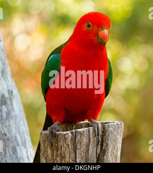 Spektakuläre frontal Schuss des genialen roten männlichen König Papagei, stumpf Alisterus Scapularis in freier Wildbahn auf Baum in Queensland-Australien Stockfoto