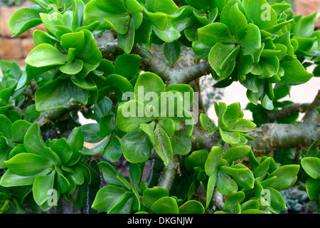 Tylecodon Paniculatus verlässt Botterboom Butter Baum Blaetter Butterboom Sukkulenten sukkulenten Pflanzen Pflanzen Crassulaceae Laub Stockfoto