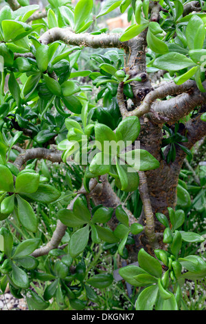 Tylecodon Paniculatus verlässt Botterboom Butter Baum Blaetter Butterboom Sukkulenten sukkulenten Pflanzen Pflanzen Crassulaceae Laub Stockfoto