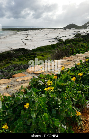 Witsands Strand und Klippen in der Nähe von Kap-Halbinsel Scarborough Strand Küste unberührten Küstendünen Düne Natur behalten sich Kapstadt Stockfoto