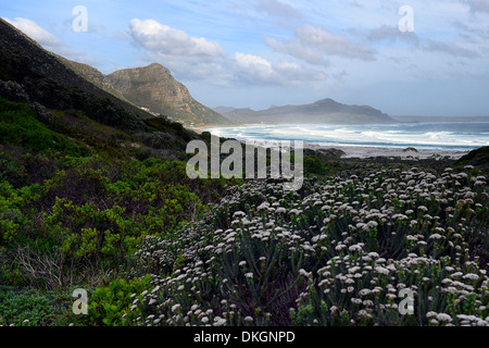 Witsands Strand und Klippen in der Nähe von Kap-Halbinsel Scarborough Strand Küste unberührten Küstendünen Düne Natur behalten sich Kapstadt Stockfoto