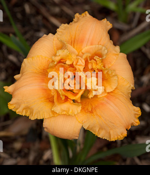 Spektakuläre parfümierten Aprikose / orange doppelt Taglilien Blume mit Rüschen umrandete Blüten - Hemerocallis 'Jerry Pate Williams' Stockfoto