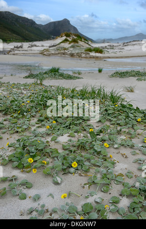 Witsands Strand und Klippen in der Nähe von Kap-Halbinsel Scarborough Strand Küste unberührten Küstendünen Düne Natur behalten sich Kapstadt Stockfoto