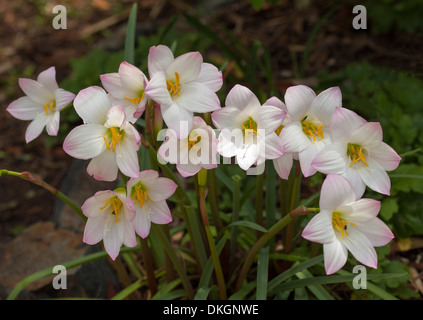 Cluster aus rosa und weißen Blüten und dunkelgrüne Blätter von Habranthus Robustus - Regen-Lilie, Frühjahr / Sommer blühenden Blumenzwiebeln Stockfoto