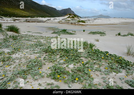 Witsands Strand und Klippen in der Nähe von Kap-Halbinsel Scarborough Strand Küste unberührten Küstendünen Düne Natur behalten sich Kapstadt Stockfoto