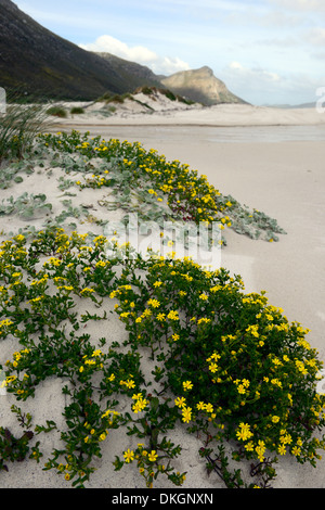 Witsands Strand und Klippen in der Nähe von Kap-Halbinsel Scarborough Strand Küste unberührten Küstendünen Düne Natur behalten sich Kapstadt Stockfoto