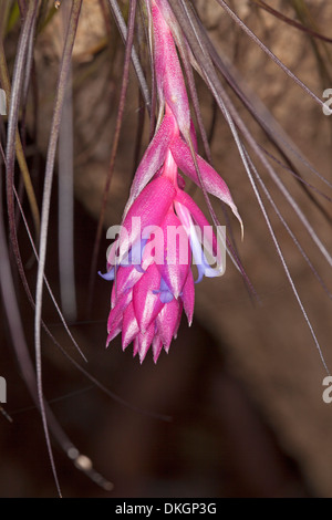 Hell rosa Hochblätter und blauen Blüten des Luft-Anlage, Tillandsia Stricta wächst in Gabel Baumstamm im tropischen Garten Australien Stockfoto