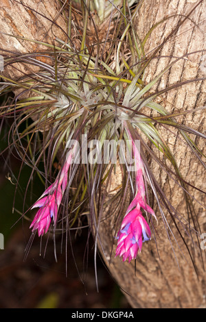 Hell rosa Hochblätter und blauen Blüten des Luft-Anlage, Tillandsia Stricta wächst in Gabel Baumstamm im tropischen Garten Australien Stockfoto