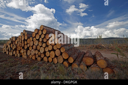 Haufen von Protokollen geerntet von umfangreichen kommerziellen Kiefer Plantage wächst unter blauem Himmel mit Wolken in der Nähe von Lithgow NSW Australia Stockfoto