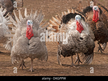 Großen männlichen Puten seltene Rasse mit schwarzen und weißen Gefieder auf kommerzielle Freilandhaltung Türkei Bauernhof Stockfoto