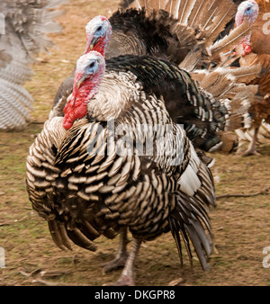 Großen männlichen Türkei seltene Rasse mit schwarzen und weißen Gefieder auf kommerzielle Freilandhaltung Türkei Bauernhof Stockfoto