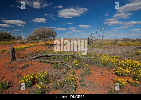 Outback-Landschaft mit roter Erde, Teppich aus gelben Wildblumen und blauen Himmel in der Nähe von Straße durch Sturt National Park NSW Australia Stockfoto