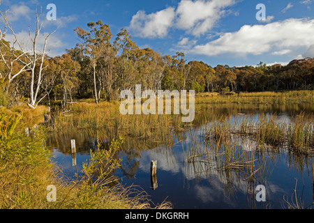 Landschaft mit blauem Himmel / Wolken und Wälder spiegelt sich im ruhig Schilf gesäumten Wasser des Sees / Stausee in der Nähe von Emmaville NSW Australia Stockfoto