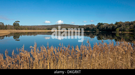 Panorama der blauen Himmel und Wolken spiegeln sich in Schilf gesäumt See / Mogareeka Einlass in der Nähe von Merimbula auf NSW south coast Australien Stockfoto