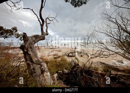 Feuchtgebiete von Kow Swamp, leiden unter den Auswirkungen von Dürre und unter grauen stürmischen Himmel in der Nähe von Kerang in Victoria, Australien Stockfoto