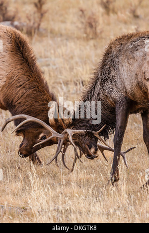 Stier Elche (Cervus Canadensis) kämpfen in Furche in Rocky Mountain Nationalpark, Colorado, Vereinigte Staaten von Amerika, Nordamerika Stockfoto